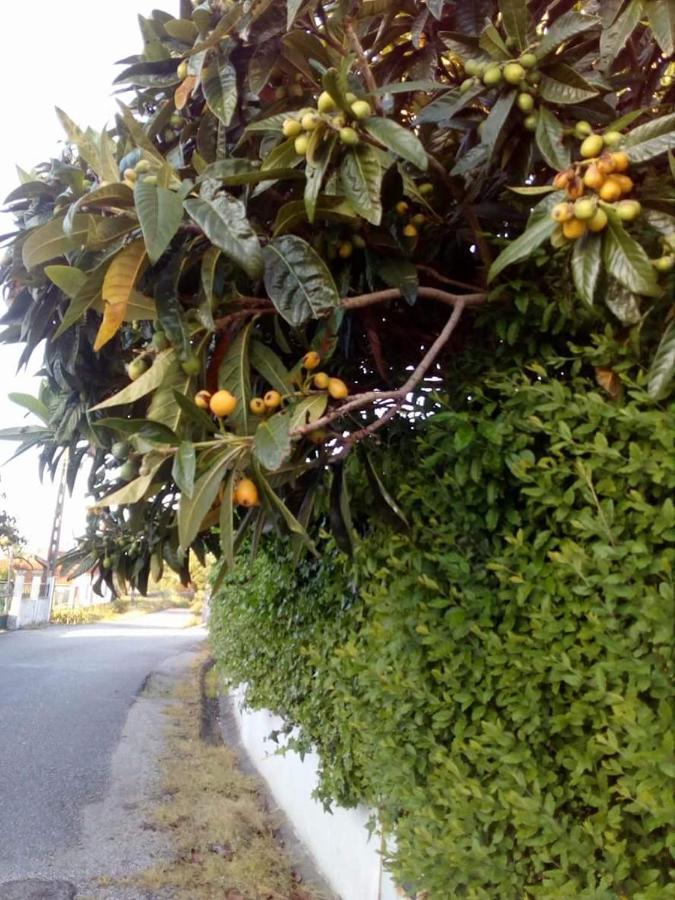 Casa Da Nespereira- Lugar Acolhedor Rodeado De Natureza Soure Zewnętrze zdjęcie